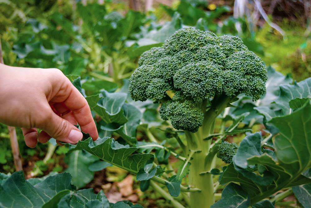 Broccoli Summer Plant