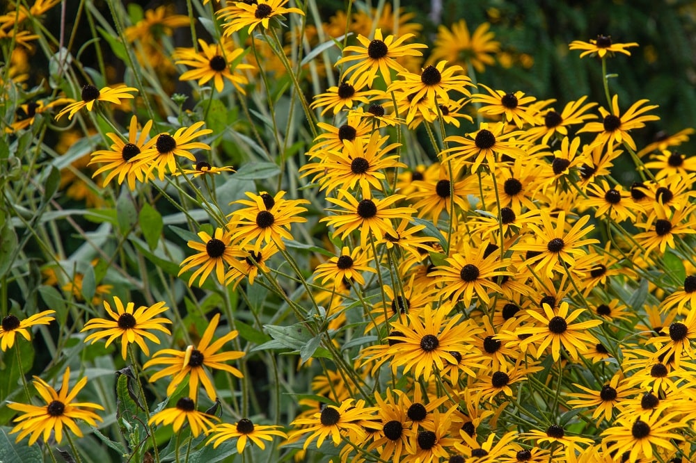 Brown-Eyed Susan Summer Plant