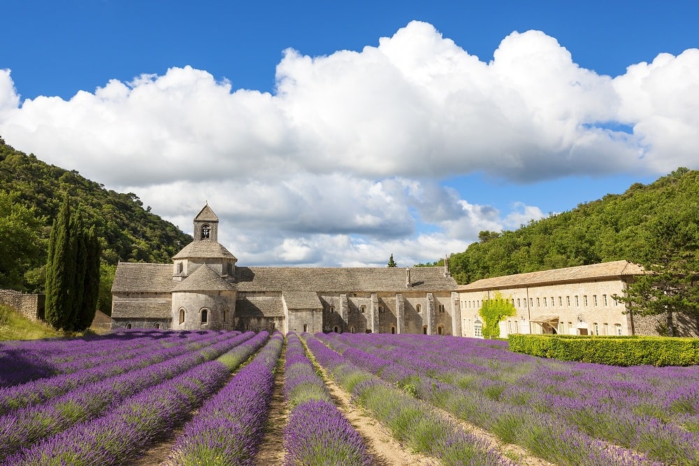 Bushes of wild lavender in Provence