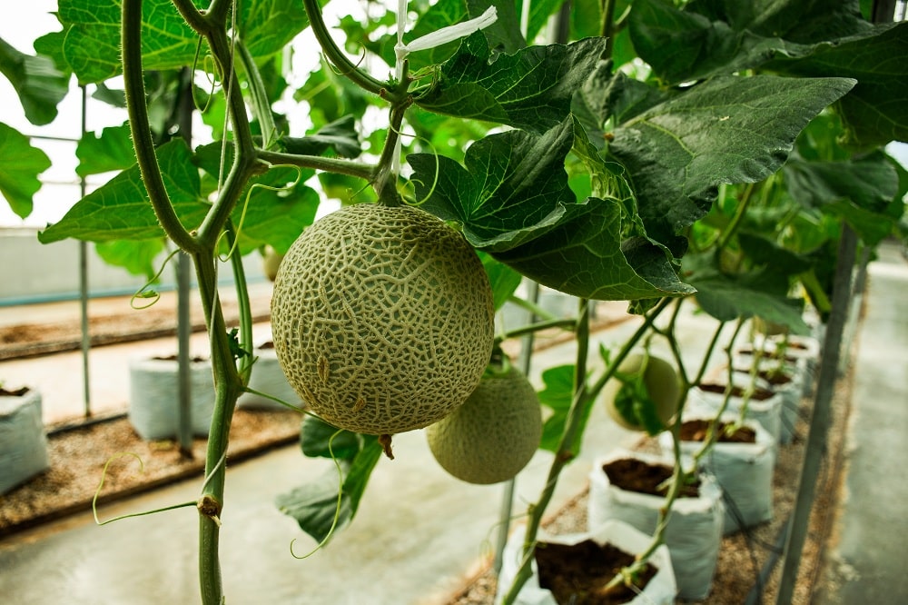 Cantaloupe Summer Plant