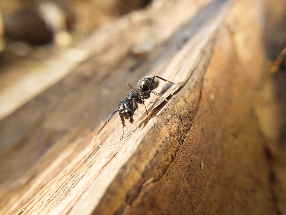 Carpenter Ants Carpenter Ants