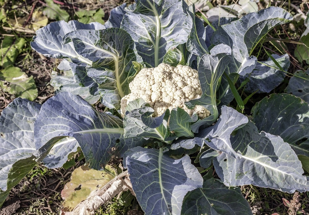 Cauliflower Summer Plant