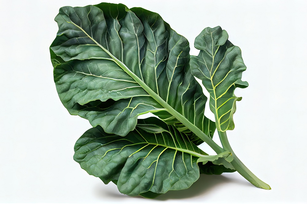 Collard Greens Summer Plant
