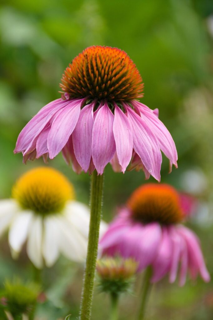 Coneflower Summer Plant