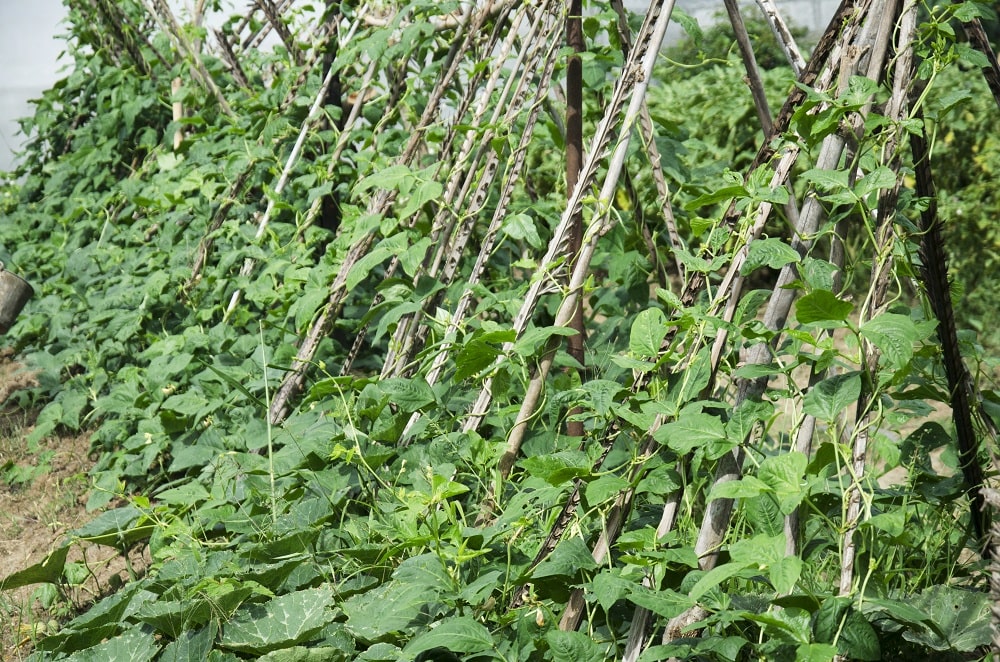 Cowpeas Summer Plant