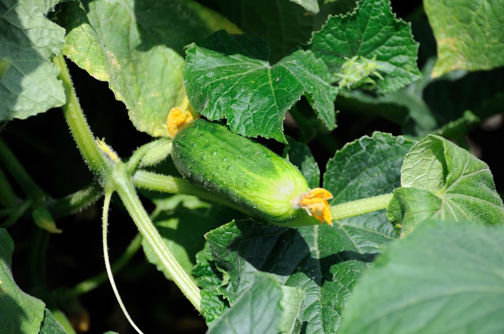 Cucumber Summer Plant