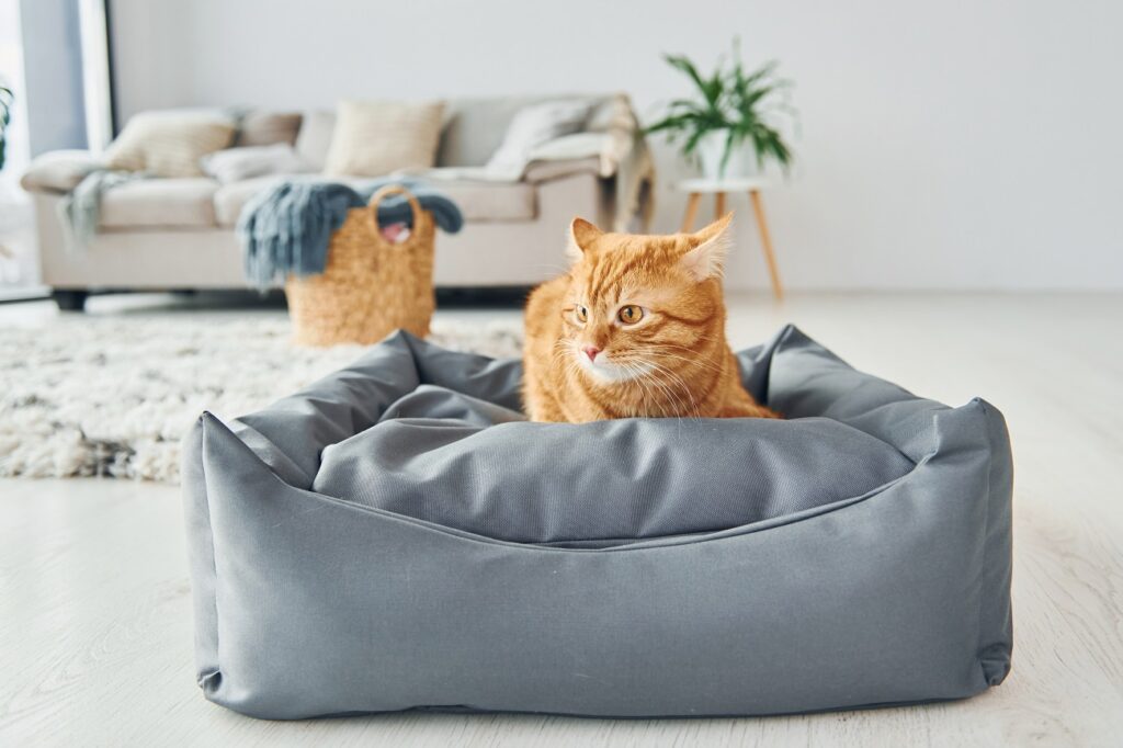 Dark Coloured Pet Fabric Dark Coloured Pet Fabric