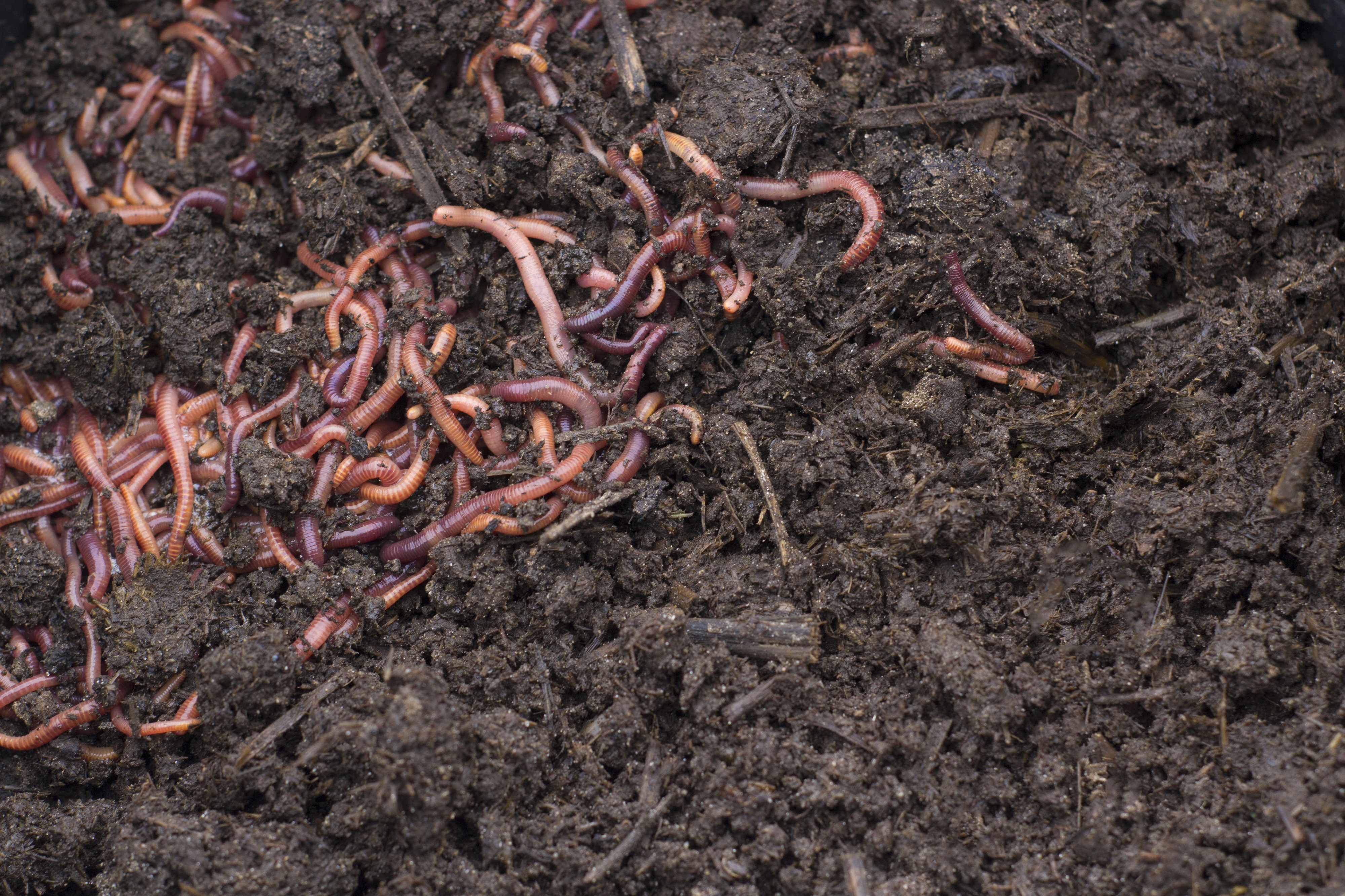 Earthworms are your Best Friends