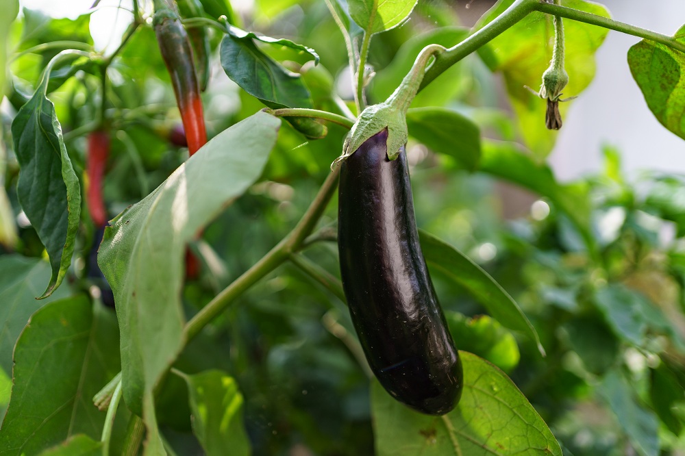 Eggplant Summer Plant