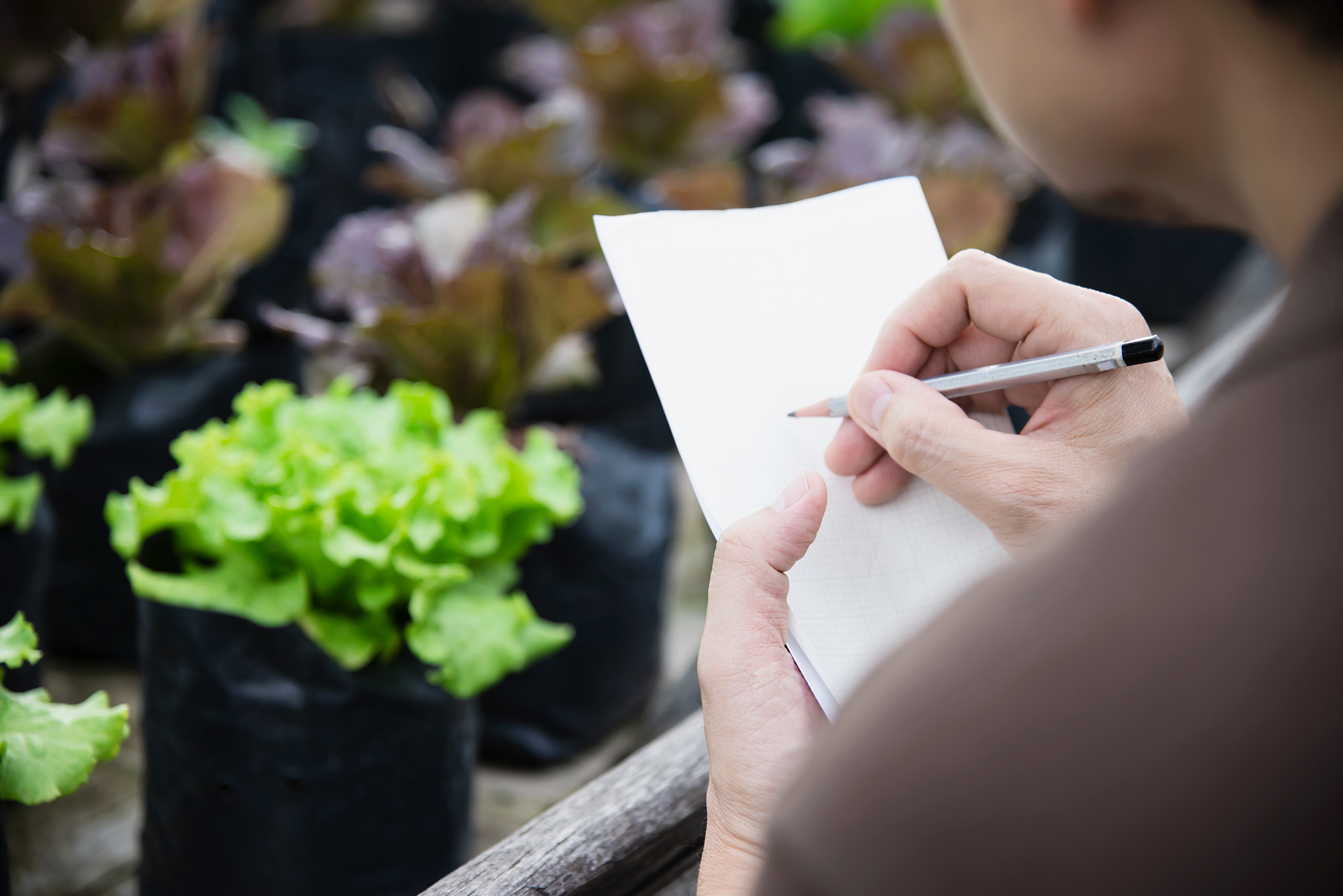 Frequently Asked Questions about Monsoon Gardening