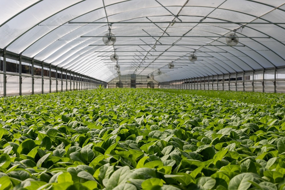 Garden greenhouse