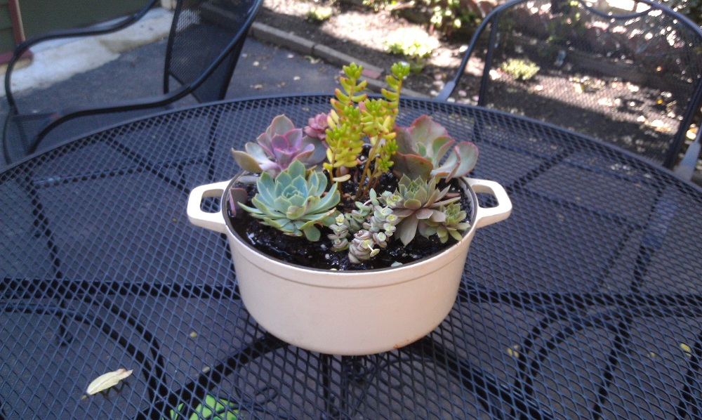 Herb Garden in your Dutch Oven