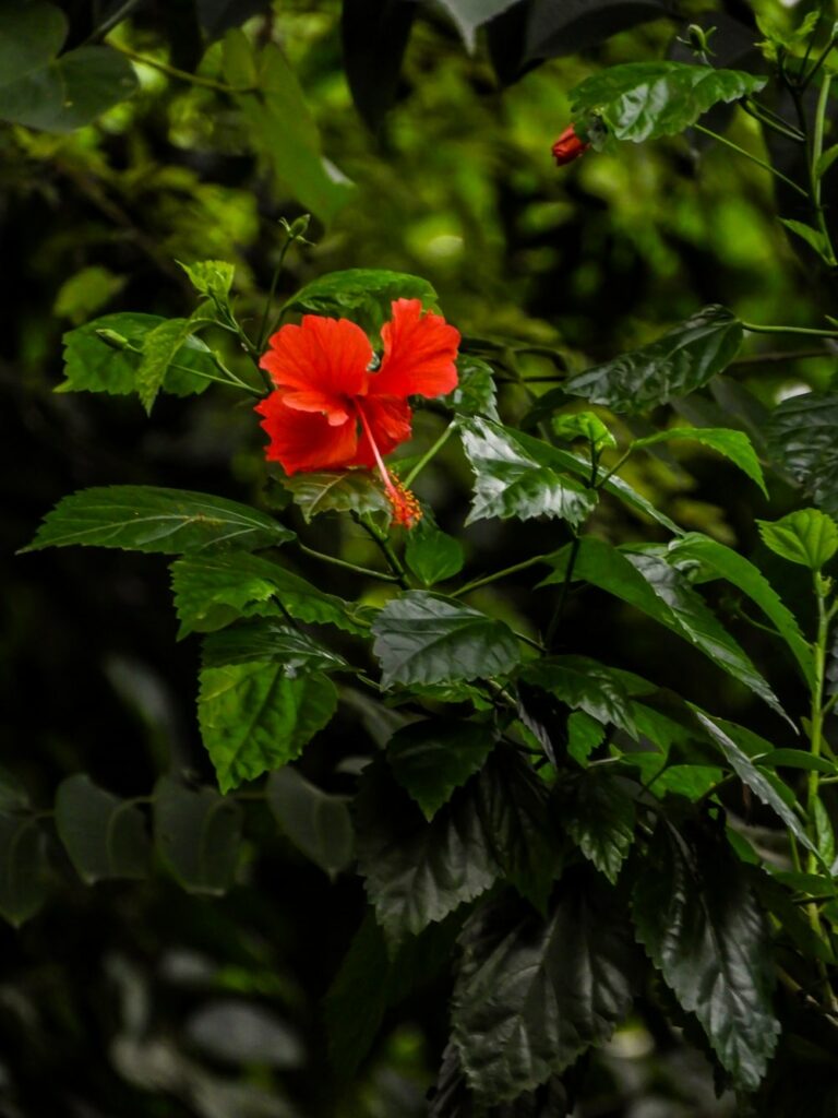 Hibiscus Summer Season Flowers