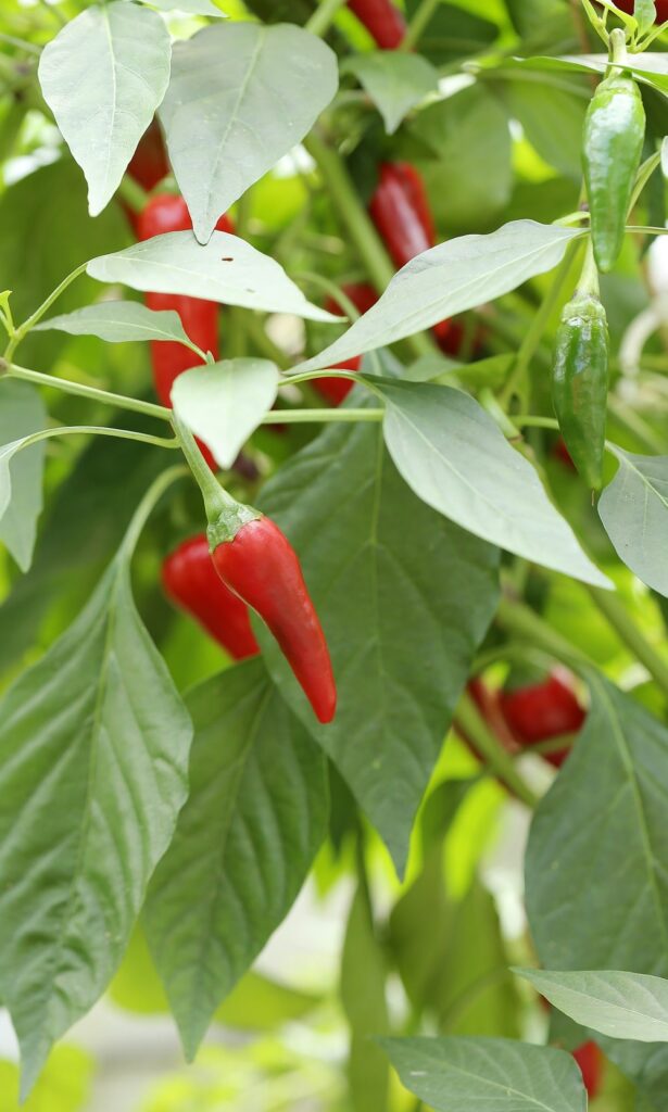 Hot Peppers Summer Plant