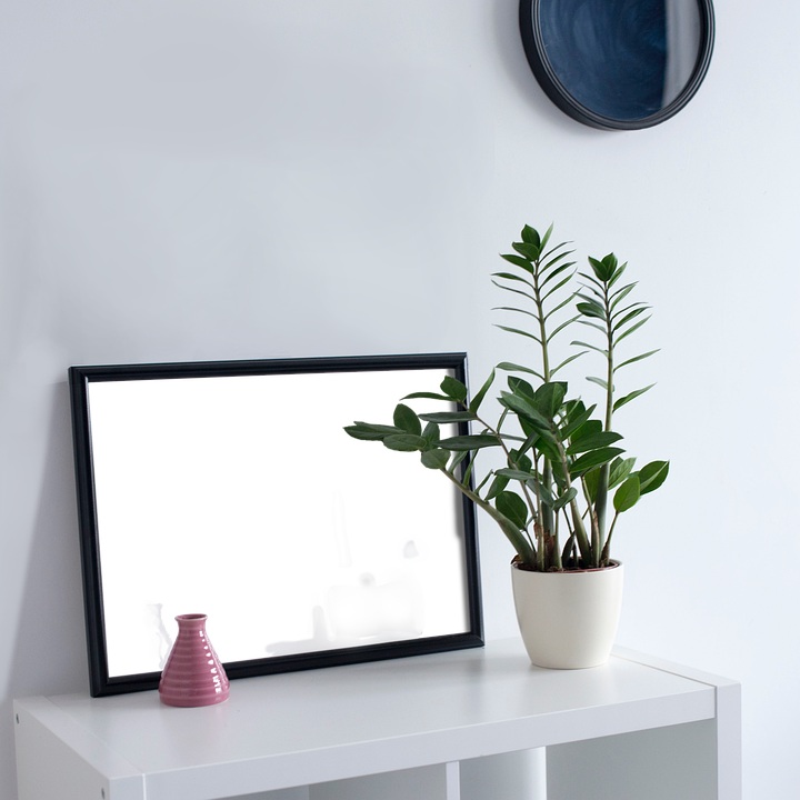 House plants