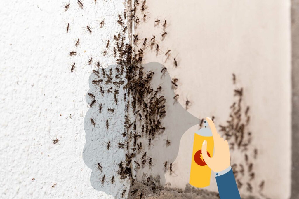 How to Get Rid of Indoor Ants How to Get Rid of Indoor Ants