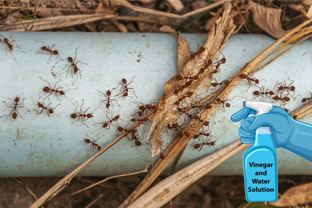 How to Get Rid of Outdoor Ants How to Get Rid of Outdoor Ants