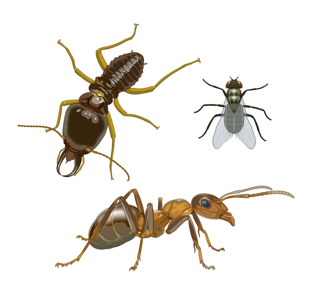 Identify Ant Species Identify Ant Species