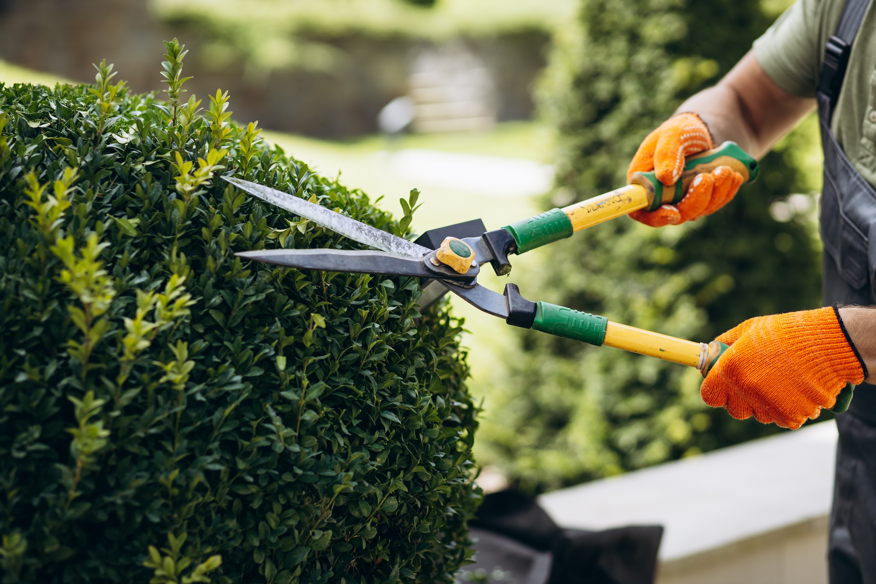 Keep Your Plants in Shape by Monsoon Trimming