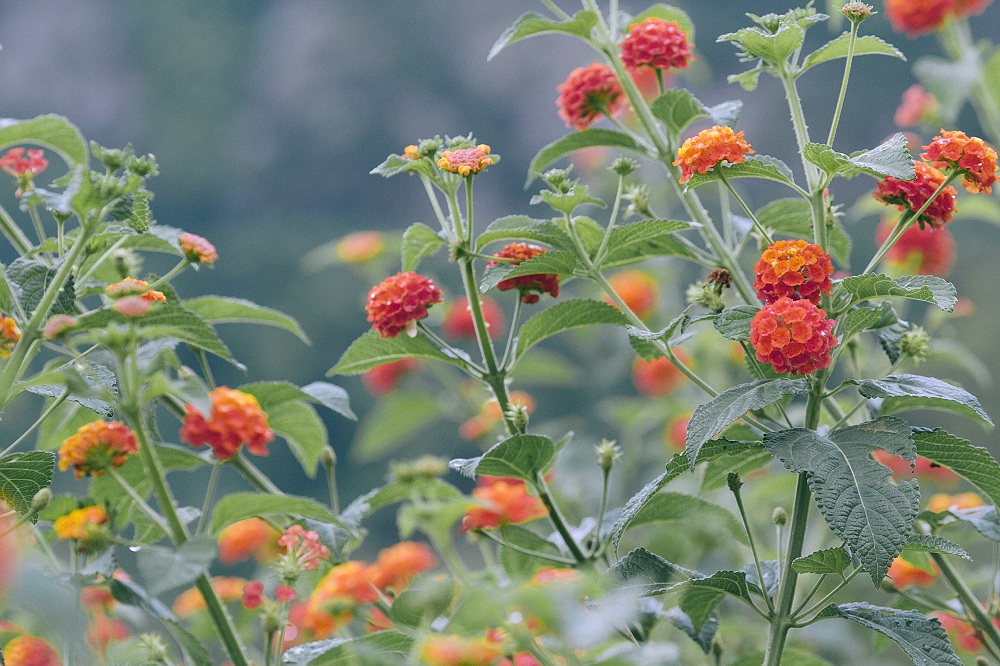 Lantana Summer Flowering Plants