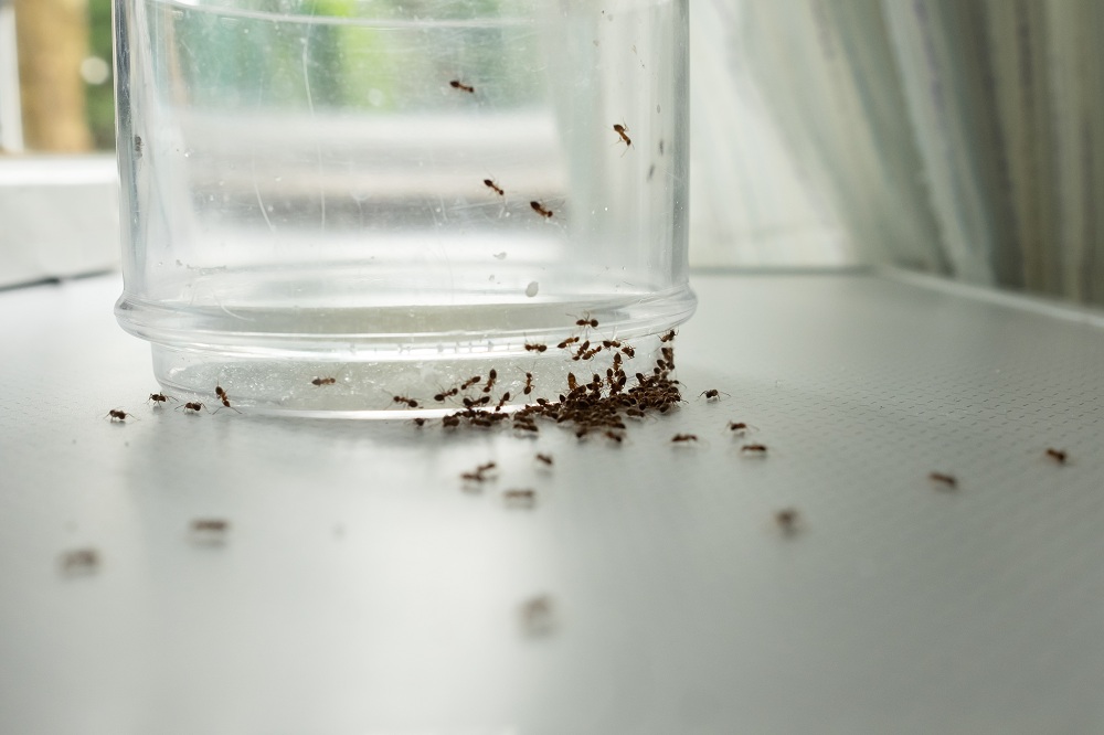 Little Black Ants Little Black Ants