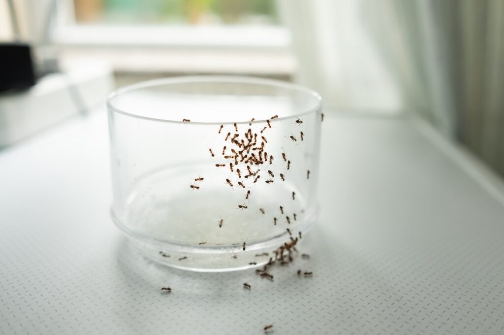 Live Ants Live Ants