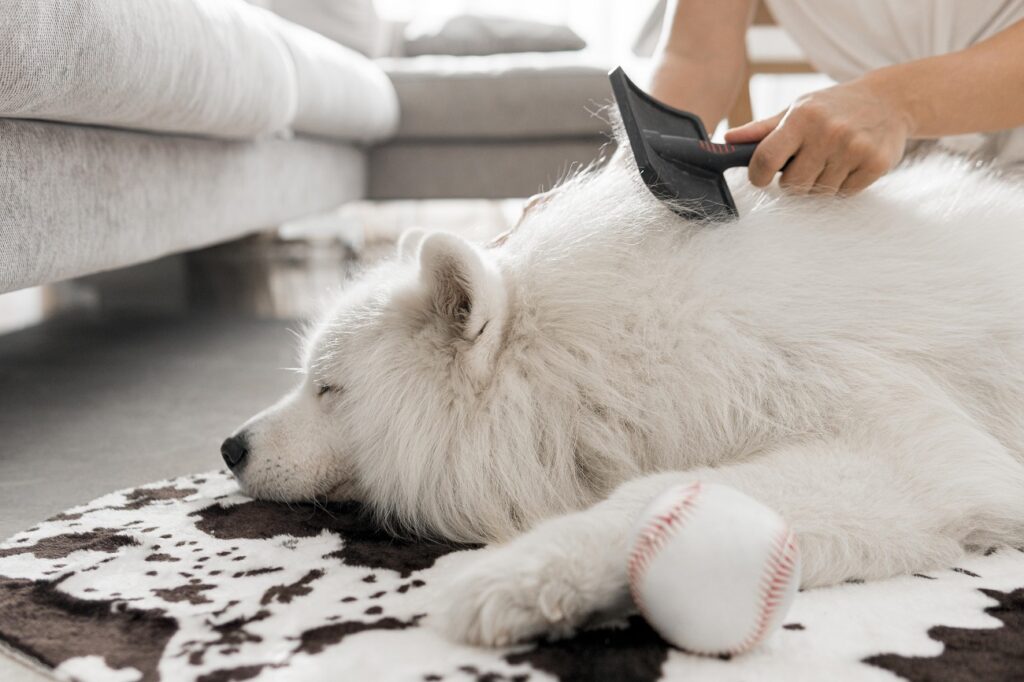 Maintaining Hair of Pet Maintaining Hair of Pet