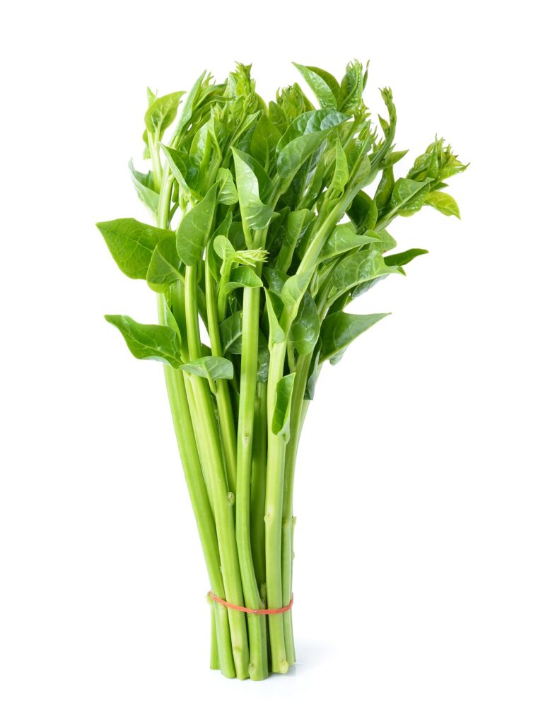 Malabar Spinach Summer Plant
