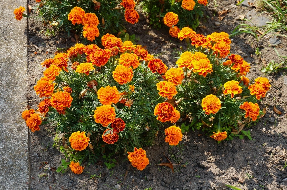 Marigolds Summer Flowering Plants
