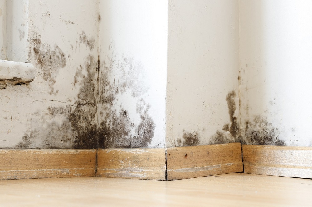 Mould on Wall