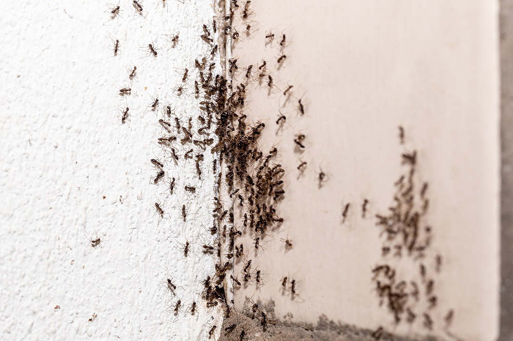 Odorous House Ants Odorous House Ants