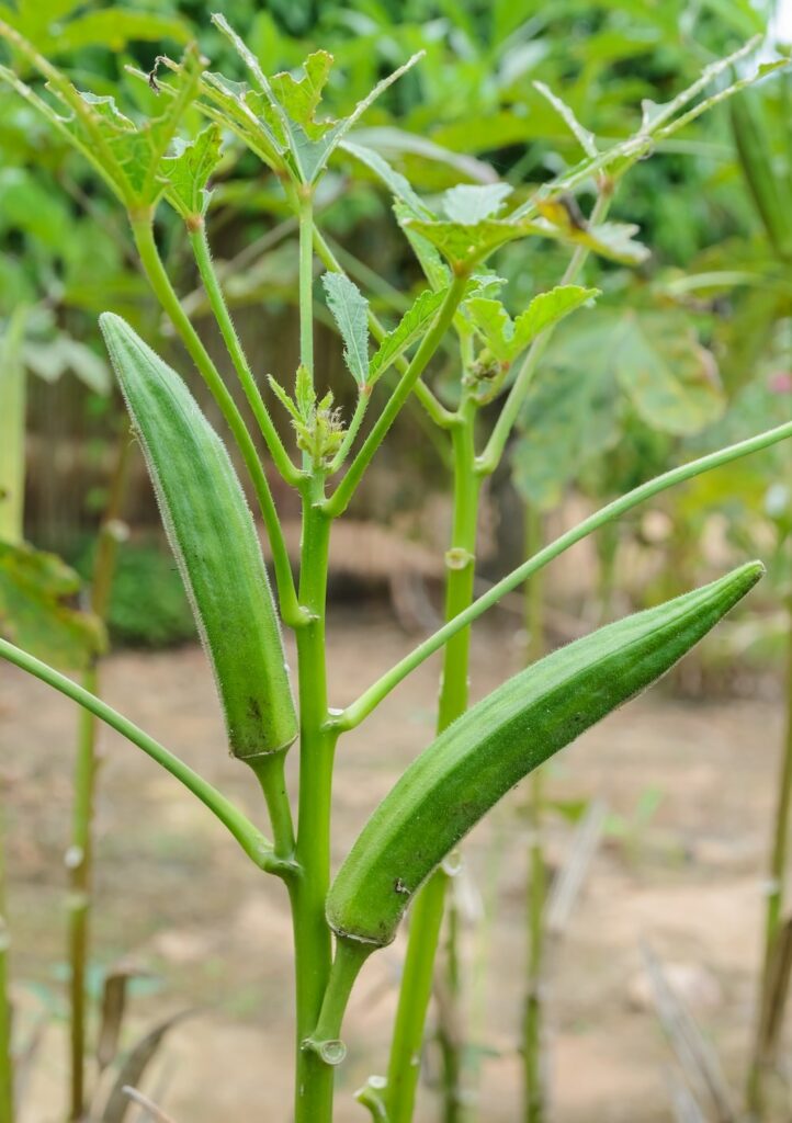 Okra Summer Plant