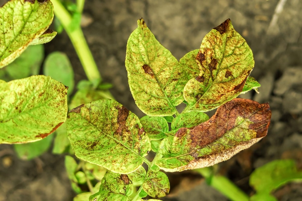 Over Fertilizing Causes Infection Over Fertilizing Causes Infection