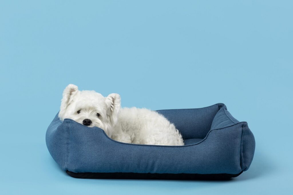 Pet-Friendly Furniture Design Pet-Friendly Furniture Design