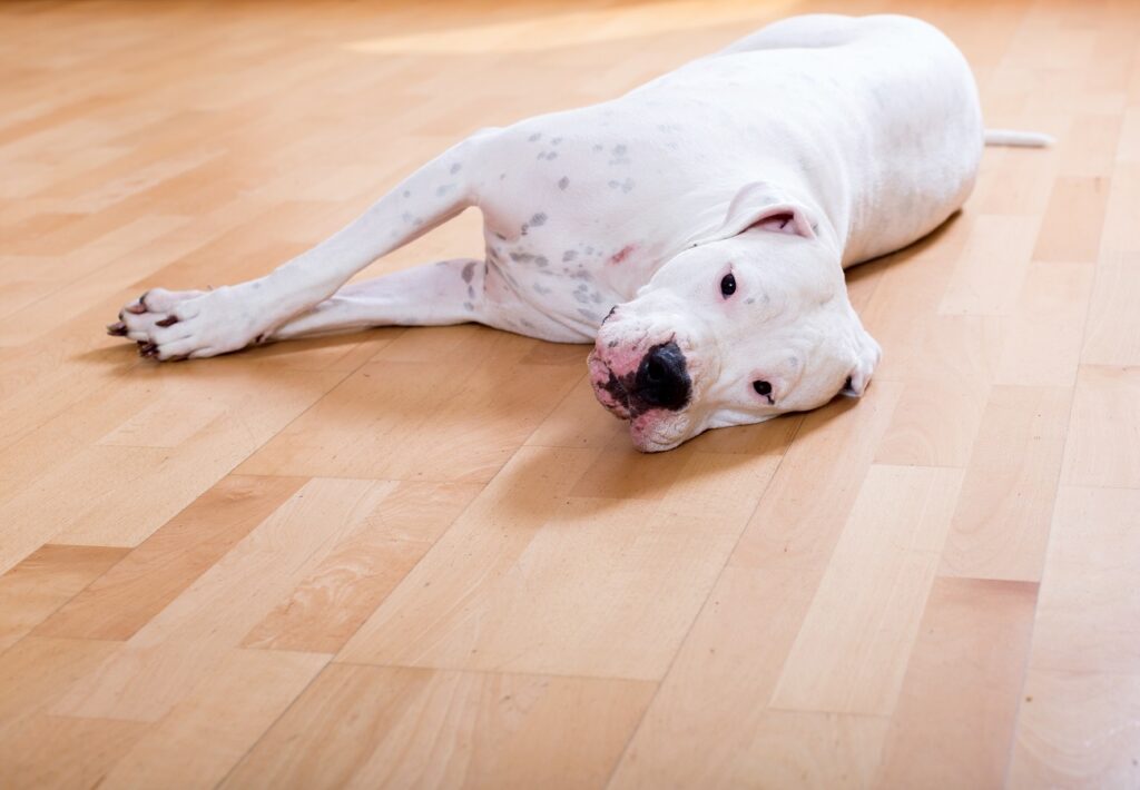 Pet-Proof Flooring Pet-Proof Flooring