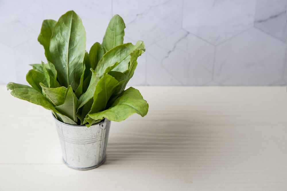 Spinach Summer Plant
