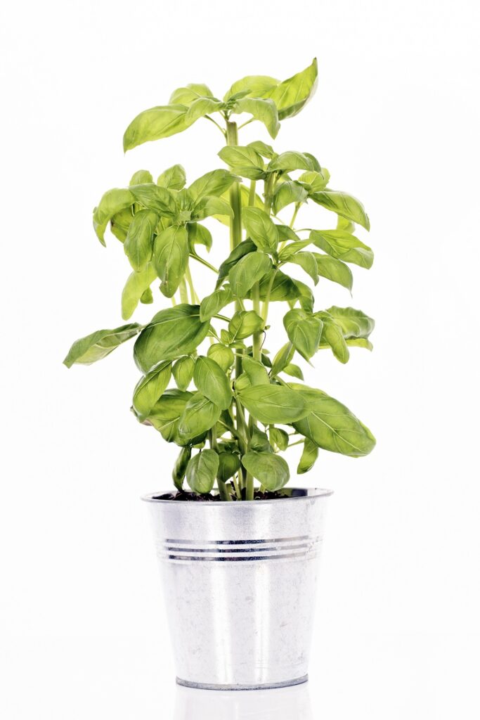 Basil Summer Plant