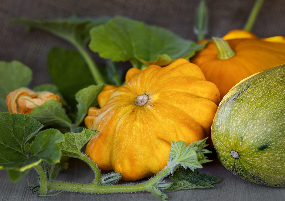 Summer Squash Summer Plant