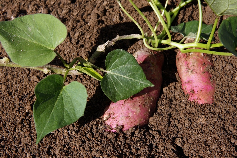 Sweet Potatoes Summer Plant