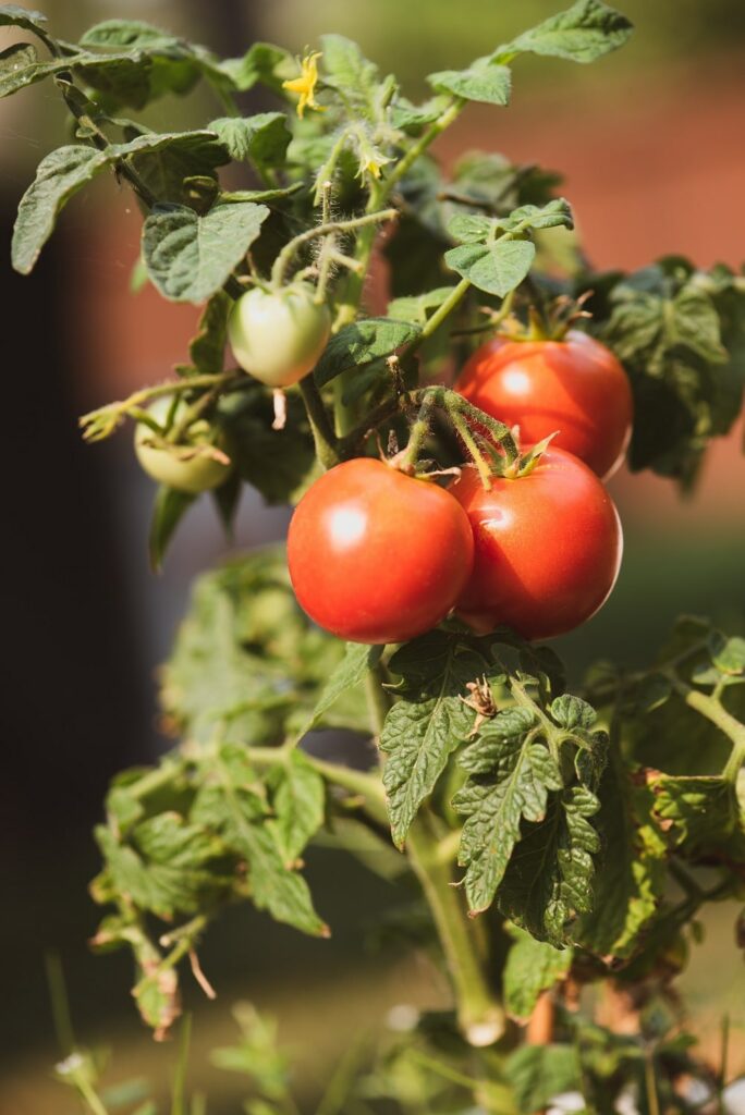 Tomatoes Summer Plant