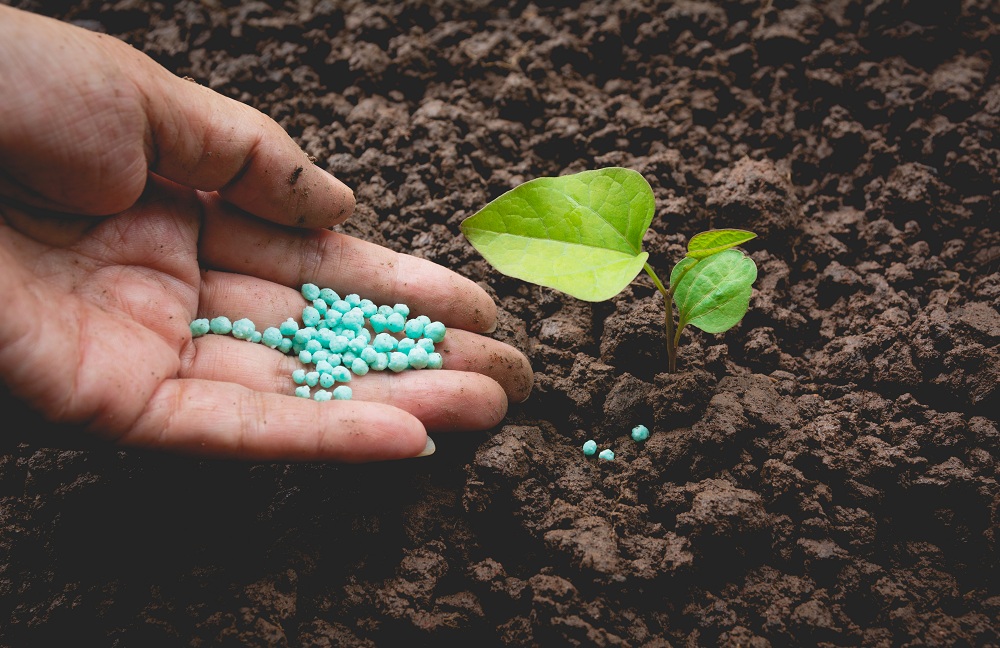 When Should you Fertilize your Lawn When Should you Fertilize your Lawn