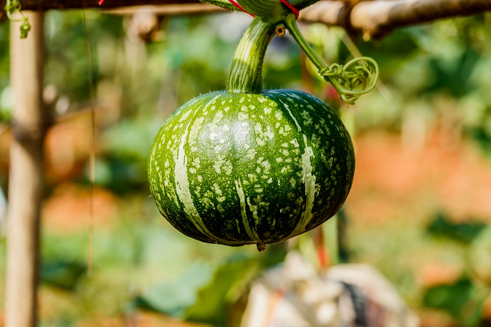 Winter Squash Summer Plant