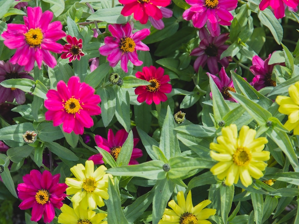 Zinnias Summer Flowering Plants