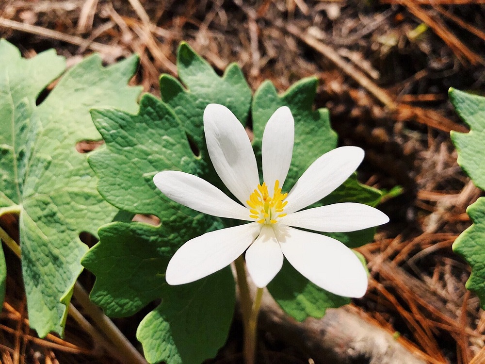 Bloodroot Bloodroot