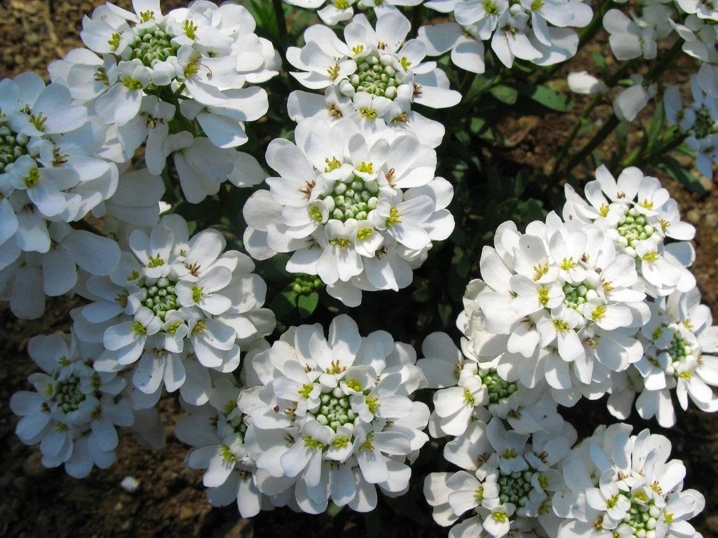 Candytufts Candytufts