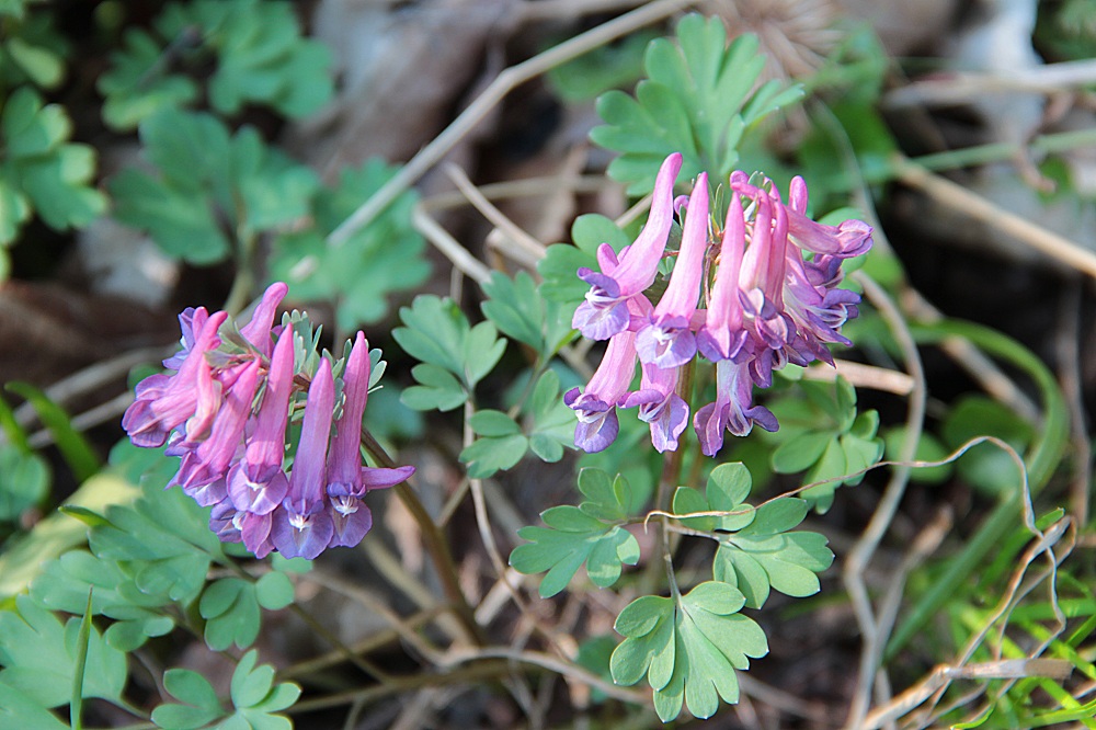 Corydalis Corydalis