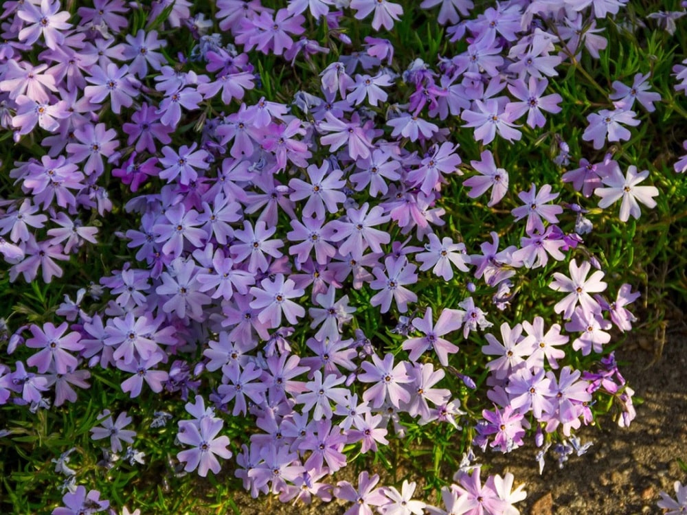 Creeping Phlox Creeping Phlox