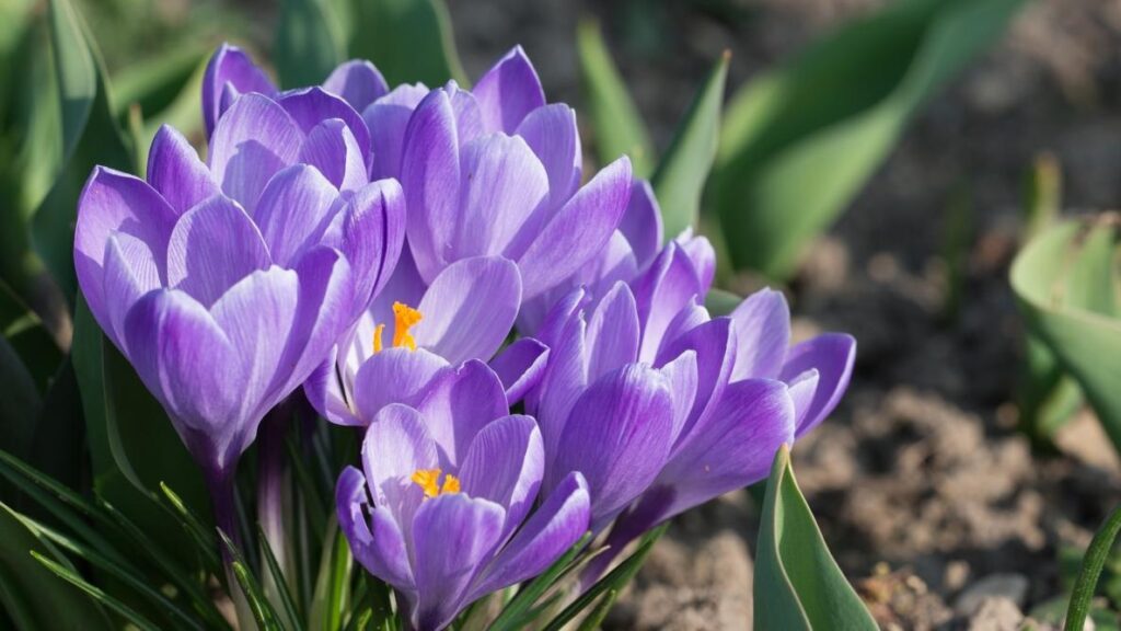 Crocus Crocus