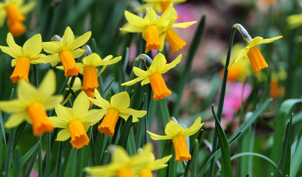 Daffodils Daffodils