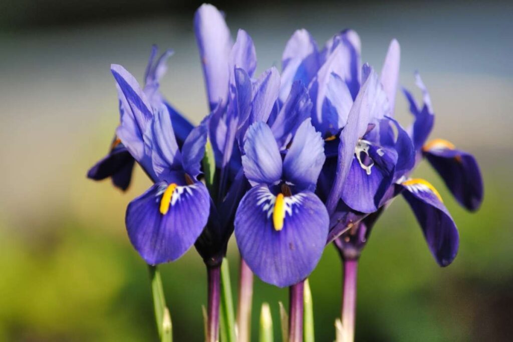 Dwarf Iris Dwarf Iris